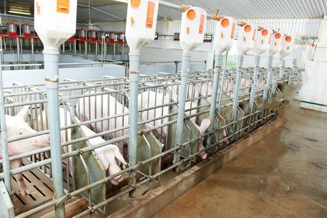 養(yǎng)殖場(chǎng)常用的幾種除臭技術(shù)